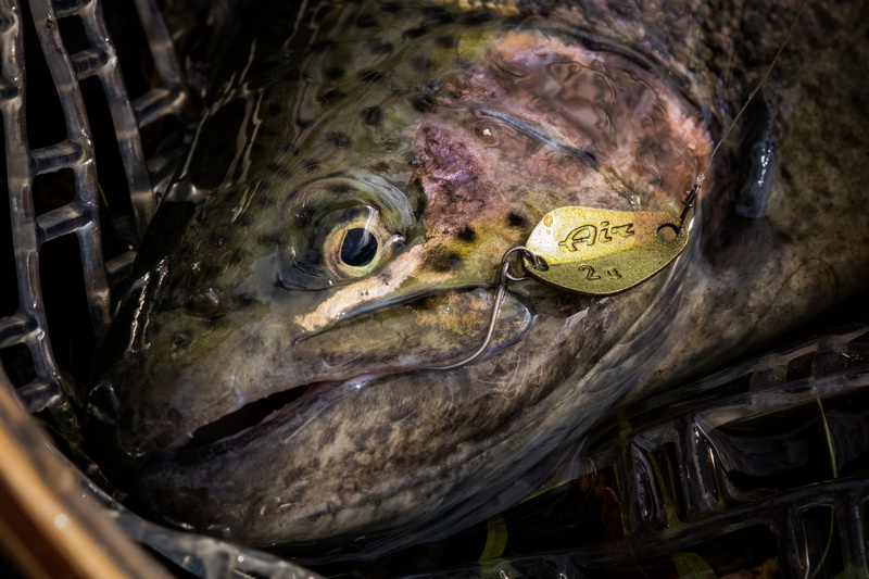 http://www.imageup.ru/img116/2595534/sv-trout.jpg