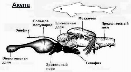 Что такое сознание и личность человека? Akula