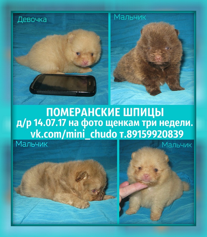 http://www.imageup.ru/img174/2831475/shhenki-ot-vesnushki.jpg