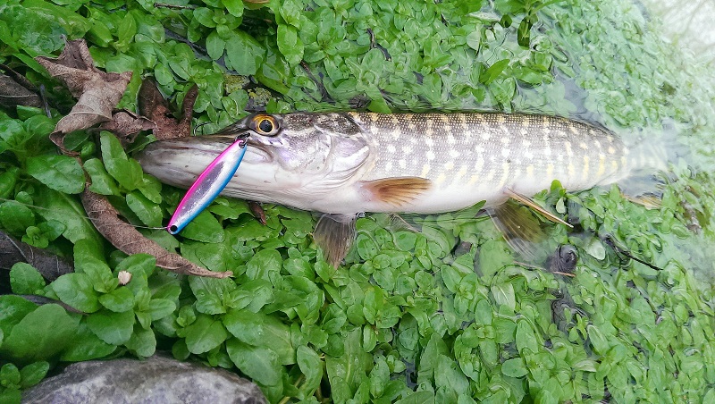 sv-fishing-lures.jpg