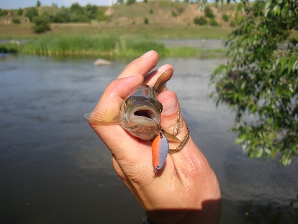 ujhenie-golavlya-na-blesnu.jpg