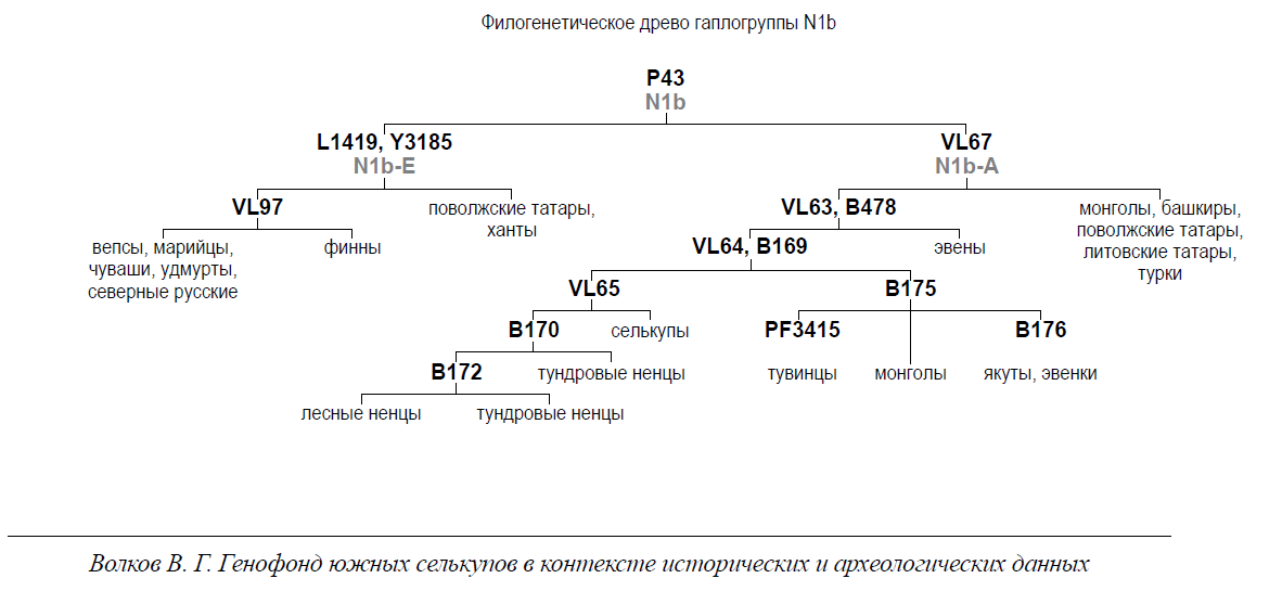 filogeneticheskoe-drevo-gaplogruppy-n1b.