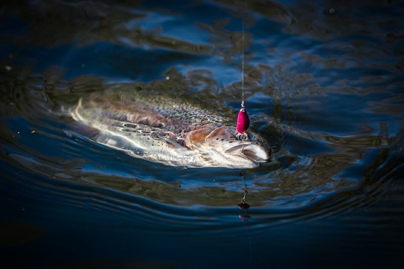 trout-fishing.jpg