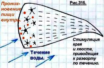 Что такое сознание и личность человека? Odnokletochnye18