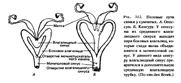 Строение матки анатомия схема
