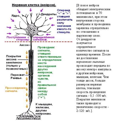 http://www.imageup.ru/img79/1499047/bakteriya4.jpg